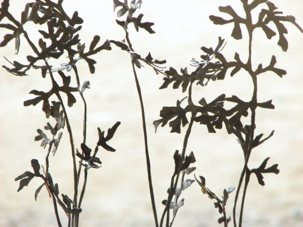 carrot leaves. detail